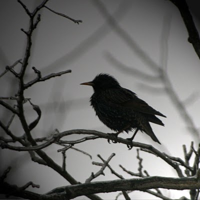 bird_tree_fog